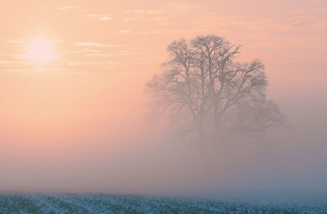 A tree shrouded in mist with the sun trying to come through